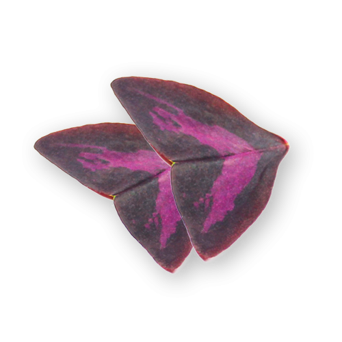 Butterfly Leaves